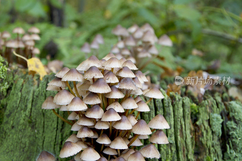 簇状帽菌(Mycena inclinata)